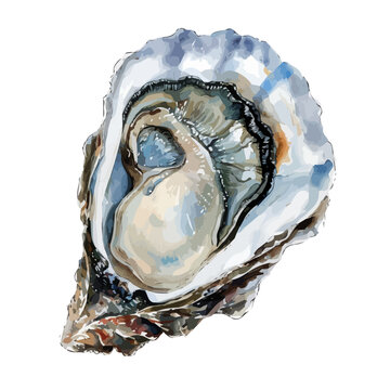 watercolor oyster shell open white background clip art preview