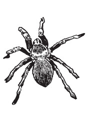 Graphical spider tarantula on white background, black and white illustration, tattoo design	