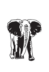 Graphical elephant walking on white background, vector illustration	