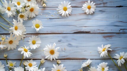 White chamomile flowers, natural background. An invitation card, a place for the text.