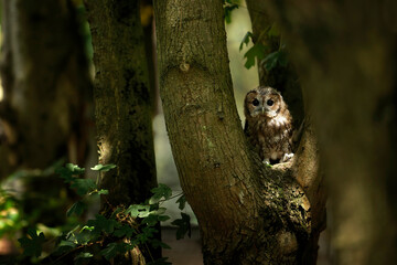 an owl is perched on the limb of a tree branch