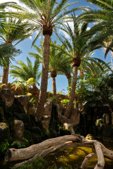 Fototapeta premium A group of palm trees are in a lush green environment with a small body of water. The trees are tall and leafy, and the water is calm and clear. The scene has a peaceful and serene atmosphere