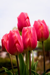 Fototapeta premium Closeup of four brilliant pink tulips against a grey sky and blurry background at a tulip festival.