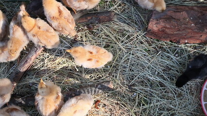 During sunny summer day, cute little furry chickens are strolling
