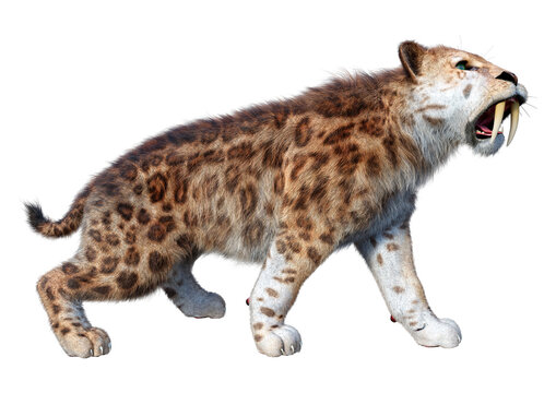 3D Rendering Saber Toothed Tiger on White