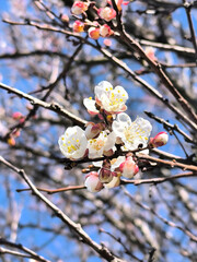 cherry blossom in spring.background