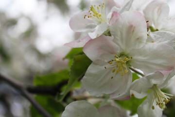 close up of blooming apple tree with white flowers. spring season