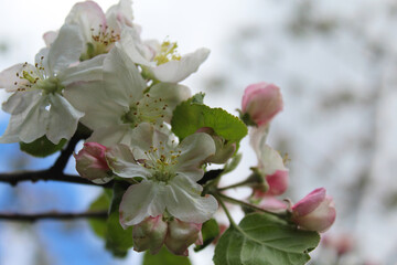 close up of blooming apple tree with white flowers. spring season