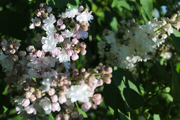 beautiful flowers of a delicate pinkish white lilac close-up on a blurred background