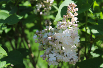 beautiful flowers of a delicate pinkish white lilac close-up on a blurred background