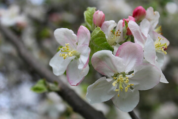 close up of blooming apple tree with white flowers. spring season