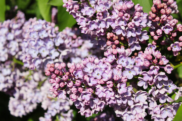 lilac flowers on a branch, floral background, beautiful purple lilac flowers isolated close up
