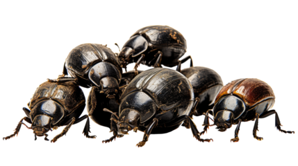 A group of brown bugs stacking on top of each other in a tower formation