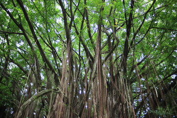 Large banyan tree (Ficus benghalensis), Akaka Falls State Park, Hawaiʻi Island, Hawaiʻi