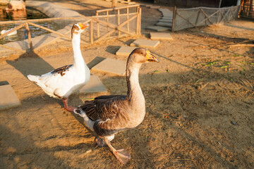 ducks on the farm, Geese in a country yard. Free range poultry farming.
