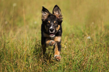 cute border collie puppy dog running happily on a grassy field in the summer
