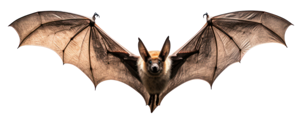 Bat isolated on white background