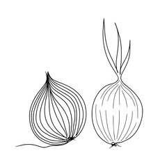 Continuous one line drawing of onion. Doodle vector illustration