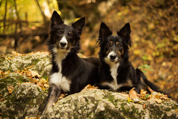 two cute border collie dogs lying on a mossy rock in a forest hiking