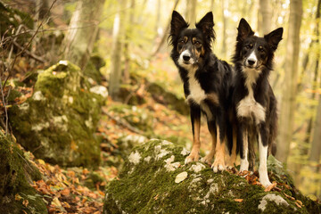 two cute border collie dogs standing on a mossy rock in a forest hiking