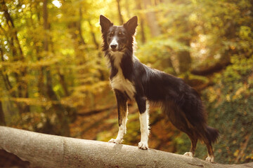 cute border collie puppy dog standing on a fallen tree in the forest hiking