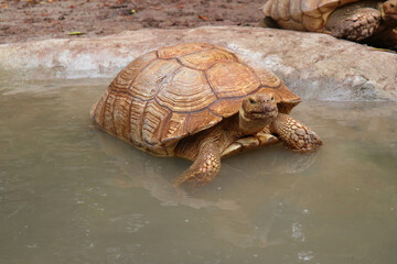 Giant Yellow-Footed Tortoise walking free on land. Big Turtles at the Zoo