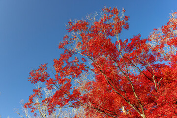 Vibrant autumn foliage against blue sky - 800336021