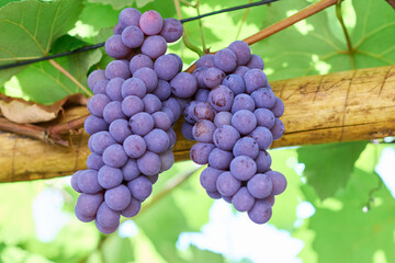 Cachos de uvas tipo Niagara