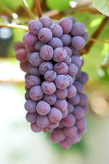 Cachos de uvas tipo Niagara