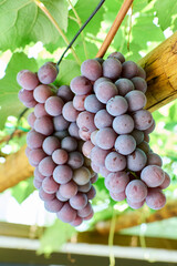 Cachos de uvas tipo Niagara