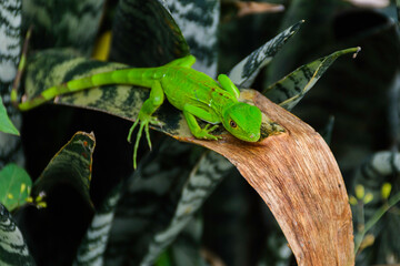 lagartija