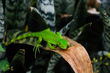 lagartija