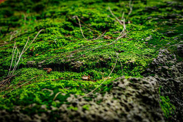 Green plant leaves background, top view. Nature spring concept