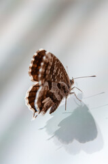 butterfly on glass