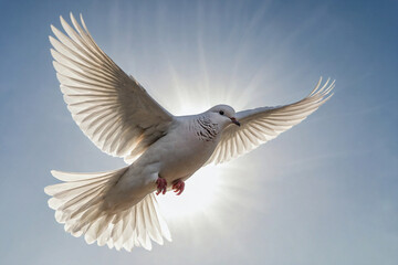 An image of flying Dove