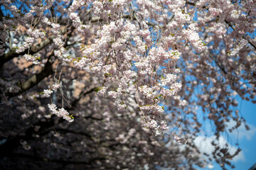 Cherry blossom in city center during spring in Norrköping. Norrköping is a historic industrial town in Sweden.