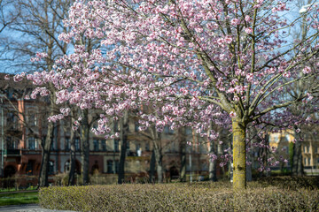 Cherry blossom in city park Vasaparken during spring in Norrköping. Norrköping is a historic industrial town in Sweden.
