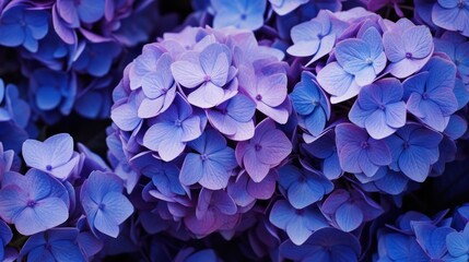 Obraz premium Selective focus on beautiful bush of blooming blue, purple Hydrangea or Hortensia flowers (Hydrangea macrophylla) and green leaves under the sunlight in summer. Natural background.