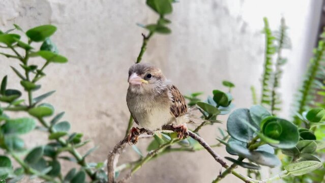 Chipping sparrow baby set on plant Brunch