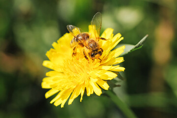 Bee on yellow dandelion. Closeup macro with shallow depth of field. Bee covered in nectar. Green grass in background. Beauty of nature. Useful insect working hard. Ecological honey production.
