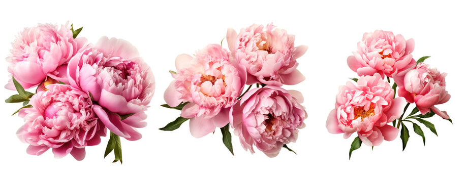 peony flowers isolated on a white background