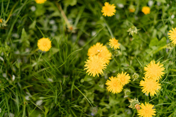Dandelion in a green grass. Dandelion Plant. 