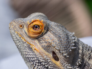 Bearded dragon macro portrait iris eye