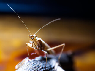 Otra Mantis
