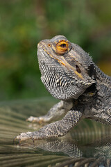 Bearded dragon macro portrait iris eye