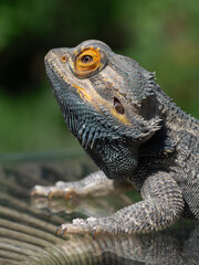 Bearded dragon macro portrait iris eye