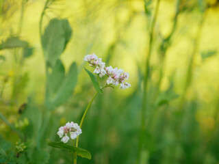 Buckwheat Fagopyrum esculentum cover crop field bloom plant detail lacy white common green farmed crops grown green red agricultural fertilizer honeybee plant as fodder, used catch, Europe - Powered by Adobe