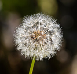 A dandelion flower (Taraxacum officinale) in the seed head stage. It is a round sphere made up of...