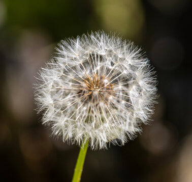 A dandelion flower (Taraxacum officinale) in the seed head stage. It is a round sphere made up of hundreds of tiny white filaments called pappi. Each pappus has a single brown seed attached to its tip