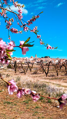 Floral Rebirth in Calanda: The splendor of blooming almond trees brightens the landscape, signaling...